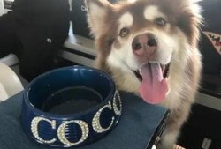 网红吃瓜狗子,揭秘娱乐圈背后的“狗仔”生活