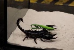 蝎子 在线观看,揭秘神秘生物的生存智慧与致命魅力